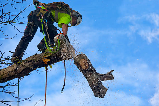 How Our Tree Care Process Works  in  San Augustine, TX